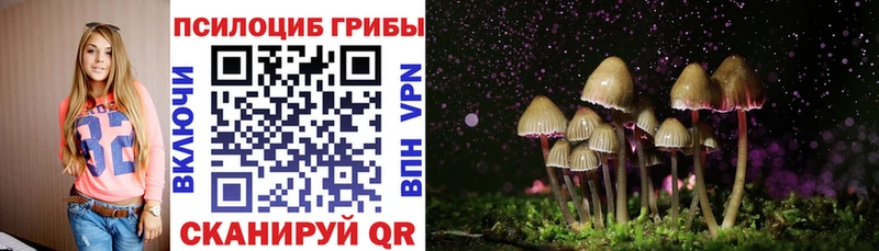 Галлюциногенные грибы Psilocybe  хочу   Сретенск 